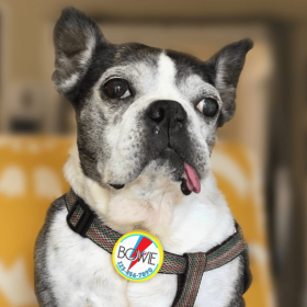 Bowie Ziggy Stardust Tag- Silent, Eco-Friendly, Ringless ID Tag (Base Color: Pink Ecoplastic, size: large)