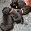 Cet Puppy Newborn Pets Identify Collars Adjustable Nylon Small Pet Dog Collars Kitten Necklace Whelping Puppy Collars